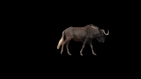 Wildebeest slowly walking across the frame on black screen, real shot. Stock Footage 98216670
