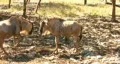 Wildebeest standing HD HD Footage