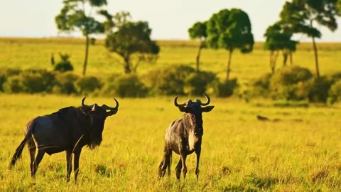 Wildebeest Standing in Savannah Stock Footage 323141296