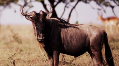 Wildebeest Standing Still Stock Footage 41607247