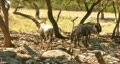 Wildebeest standing under a tree HD Vídeo HD