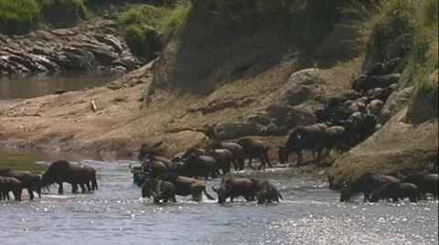 Wildebeest starting river crossing Stock Footage 22136609