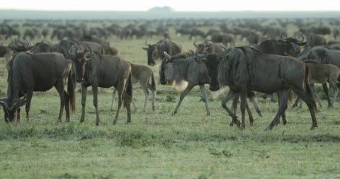 Wildebeest stream by during the Great Migration africa Stock Footage 93700403