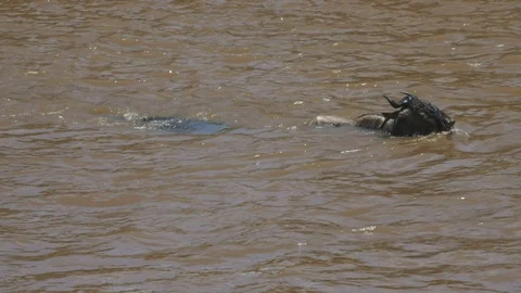 A wildebeest struggles to free itself from a crocodile in the mara river Stock Footage 69738398