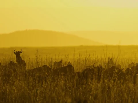Wildebeest sunset 스톡 동영상 82906563