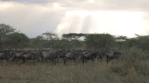 Wildebeest at sunset Stock Footage 127923018