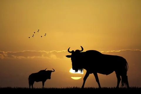 Wildebeest at sunset Stock-Illustration