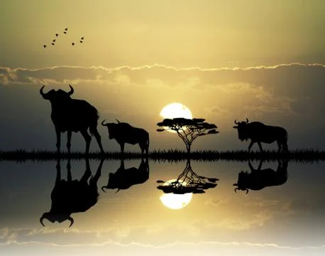 Wildebeest at sunset Stock-Illustration