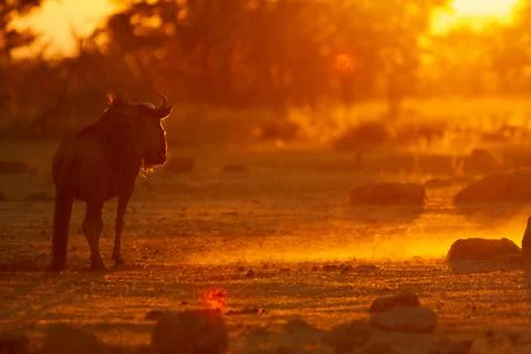 Wildebeest Sunset Stock Photos