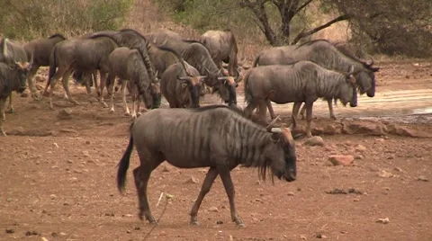 Wildebeest in trouble Stock Footage 8568647