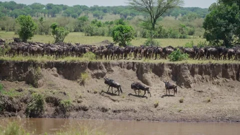 Wildebeest trying to cross Mara river in wide herd in Serengeti Video stock 307718222