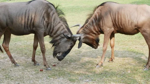 The wildebeest is using his horn with another wildebeest Stock Footage 85872638