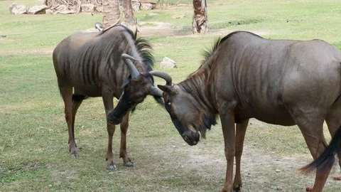 The wildebeest is using his horn with another wildebeest Stock Footage 86258768