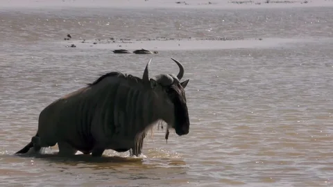 Wildebeest wading through shallow lake, Kenya, East Africa Stock Footage 111522229