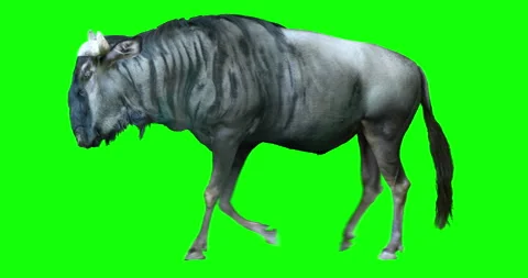 Wildebeest Walk Green Screen Stock-Footage 170195659
