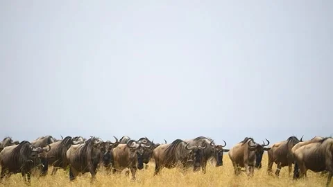 Wildebeest walking during the great migration. Stock Footage 331297206