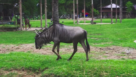 Wildebeest walking in an open zoo. Stock Footage 118238398