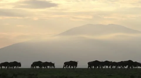 Wildebeest walking past a cloudy mountain. Stock Footage 11291325