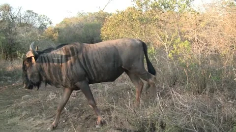 Wildebeest walking on side of the road Stock Footage 2139566