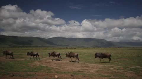 Wildebeest walking in single line on African plane. Stock Footage 11293778