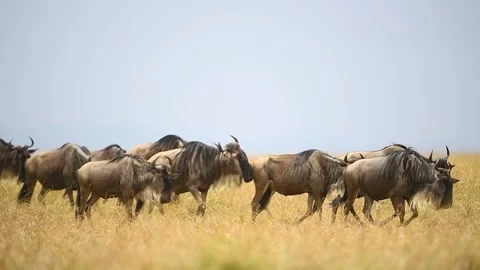 Wildebeest walking slowly during the great migration. Stock Footage 331297014