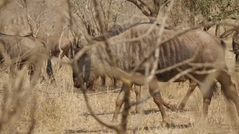 Wildebeest walking through dry bushveld in Kruger National Park, left tracking Stock Footage 346799542