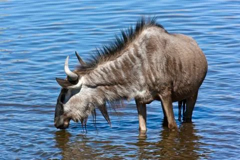 Wildebeest in a waterhole - Namibia Stock Photos