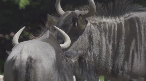 Wildebeest In the Wild Vídeos de archivo 65818951