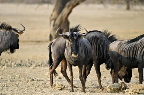 Wildebeest in the wild Stock Photos