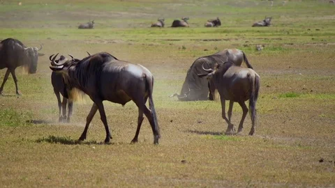 Wildebeest in a wildlife Stock Footage 74023024