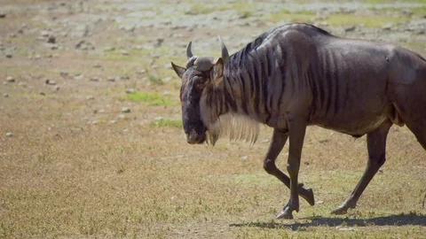Wildebeest in a wildlife 動画素材 74023037