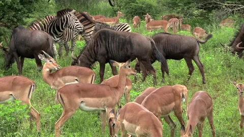 Wildebeest, zebra, and impala graze peacefully together in the lush green Stock Footage 328332722