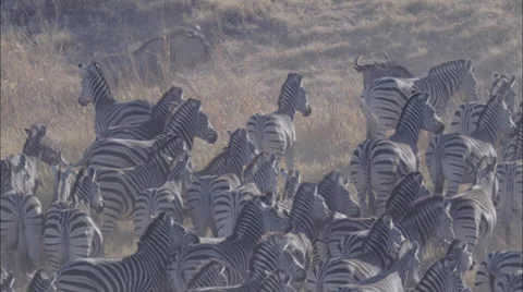 Wildebeest Zebra Herd Grazing Savanna Stock Footage