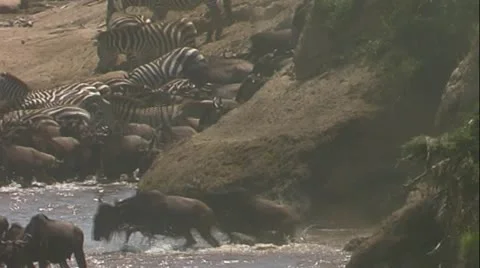 Wildebeest &amp; zebra jumping into Mara river Video stock 22140779