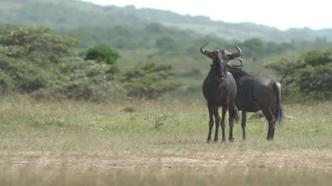 Wildebeest/Gnu in the wild Stock Footage 217720629