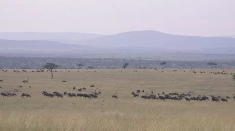 Wildebeests on African plains Stock Footage 12658707