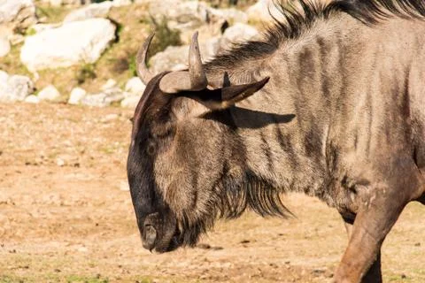 Wildebeests, also called gnus or wildebai, on a background of dry grass. Stock Photos