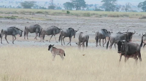 Wildebeests in Amboseli Park, Kenya Stock Footage 54400522