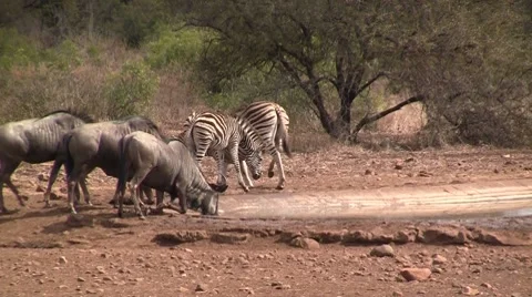 Wildebeests and zebras Stock Footage 8568655