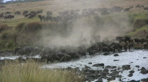 Wildebeests crossing mara river. Stock Footage