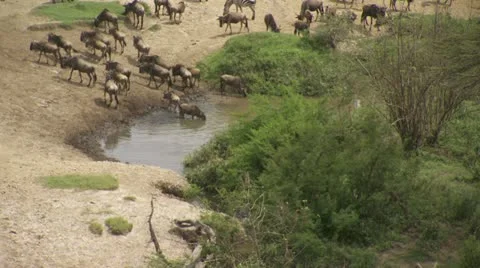 Wildebeests drinking at pool Stock Footage 12658781