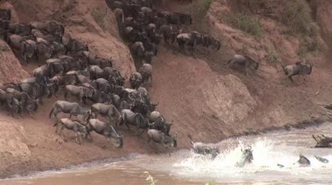 Wildebeests during migration Stock Footage