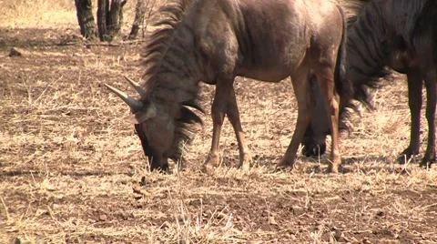 Wildebeests eating Stock Footage 8568637
