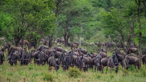 Wildebeests in the Forest Fotos Stock