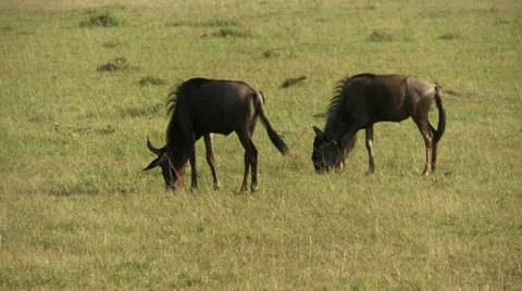 Wildebeests (gnu) eating Video stock 33697507