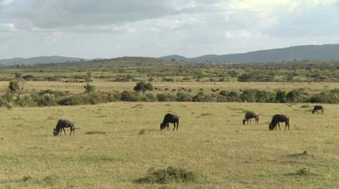 Wildebeests (gnu) eating Stock Footage 33697584