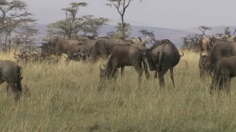 Wildebeests, grassland Stock Footage 12657642