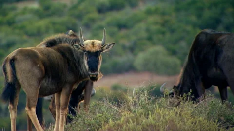 Wildebeests grazing in field at ranch Stock Footage 54591167