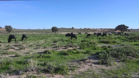 Wildebeests Grazing Vídeos de archivo 132736958