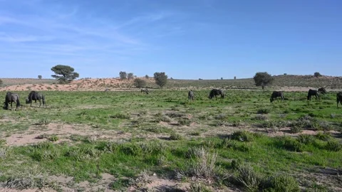 Wildebeests Grazing Stock Footage 132738729